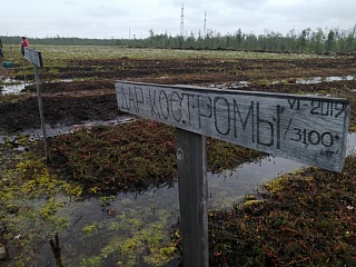 В Ханты-Мансийском районе открылась морошковая ферма