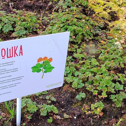«Золотой фонд морошки в Югре»